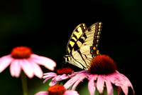 butterfly 12