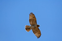 Red Tail Hawk